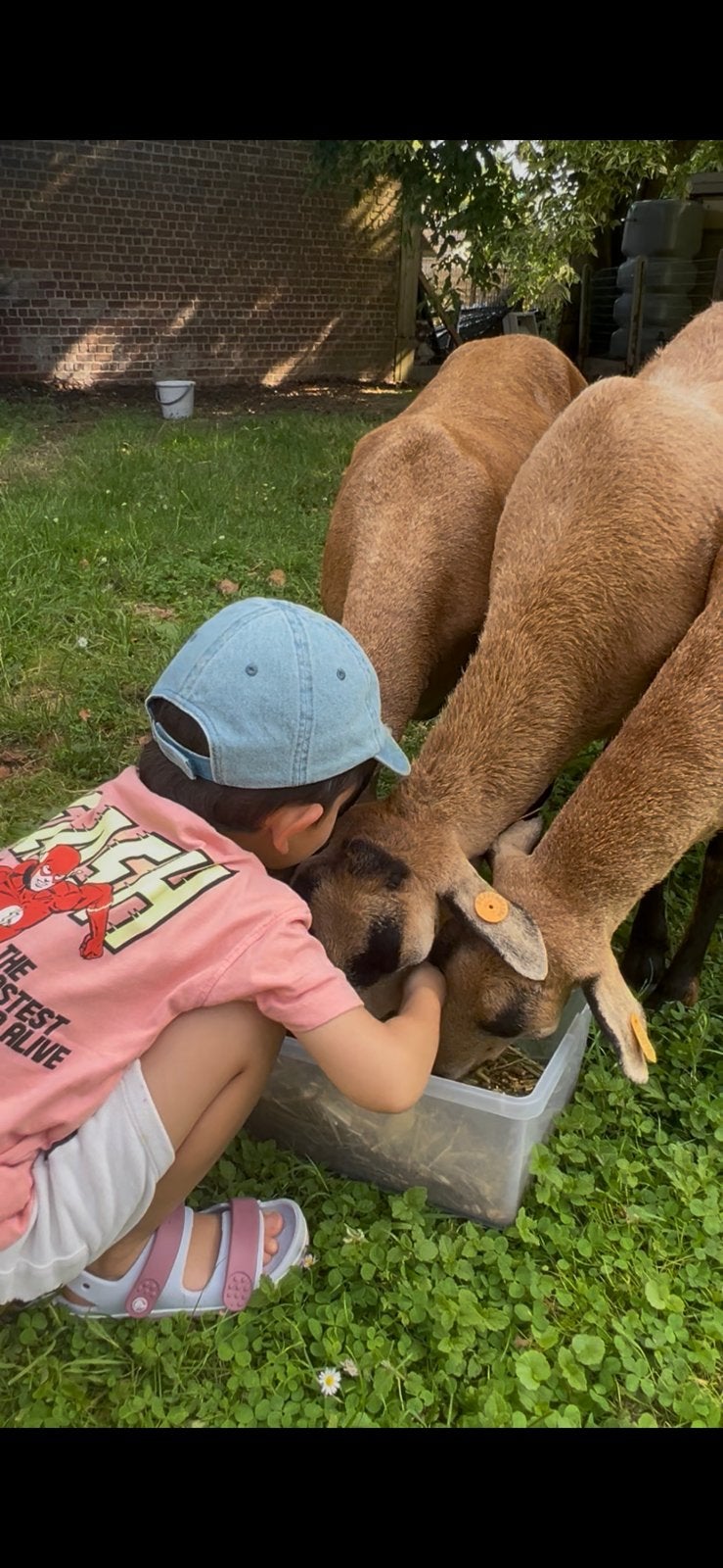 Weide gezocht voor 3 schapen – regio Steenokkerzeel, Weidegang, 2 of 3 paarden of pony's