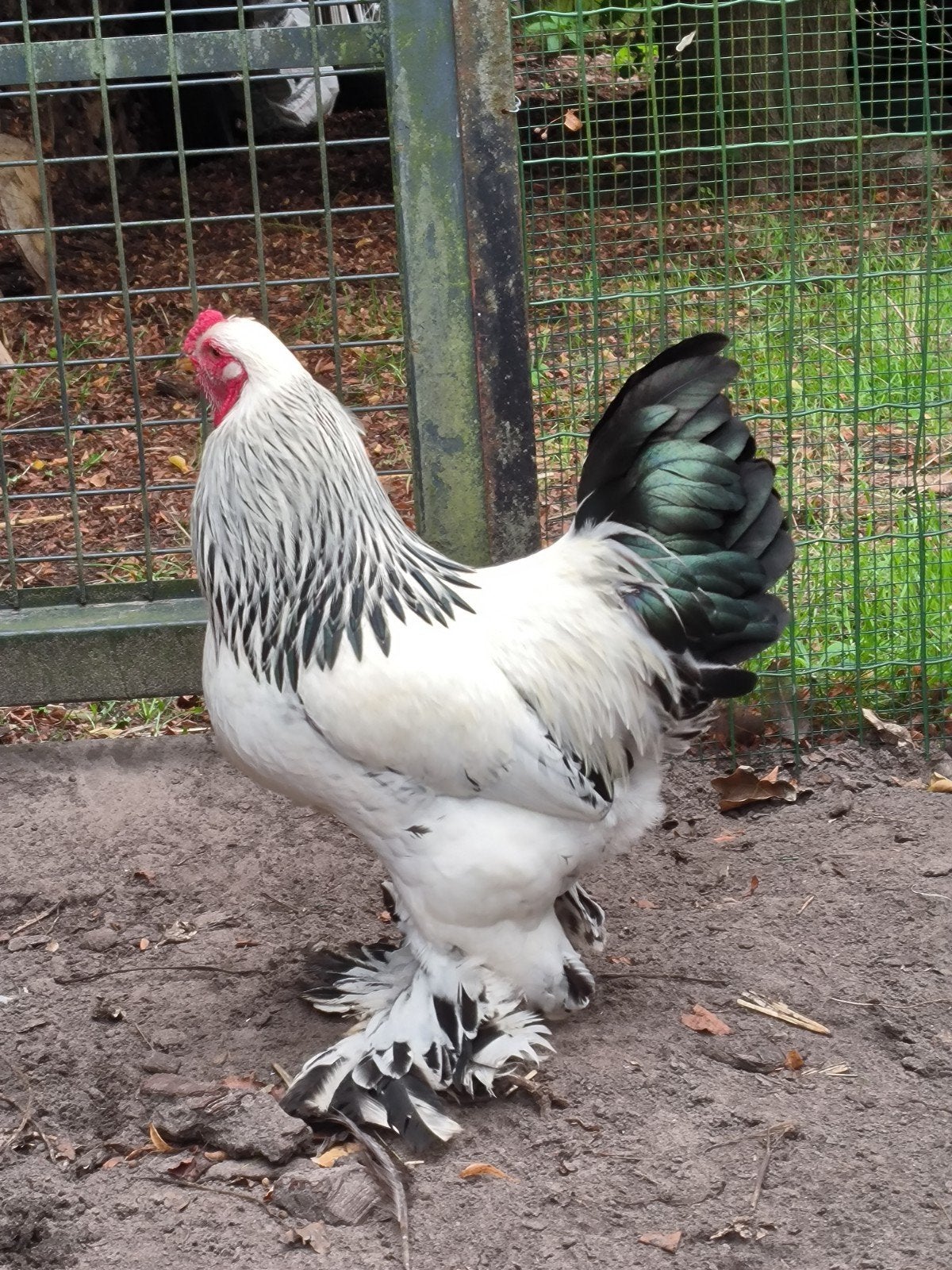 Brahma kriel haan, Dieren en Toebehoren, Mannelijk, Kip