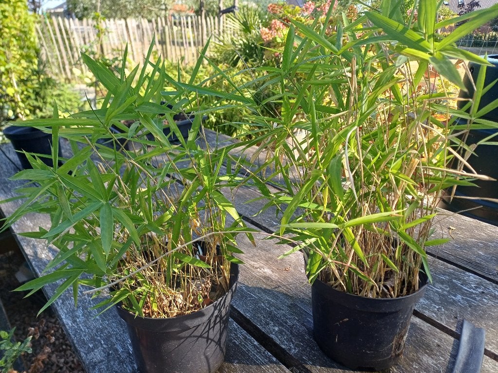 Laagblijvende bamboe, Ophalen