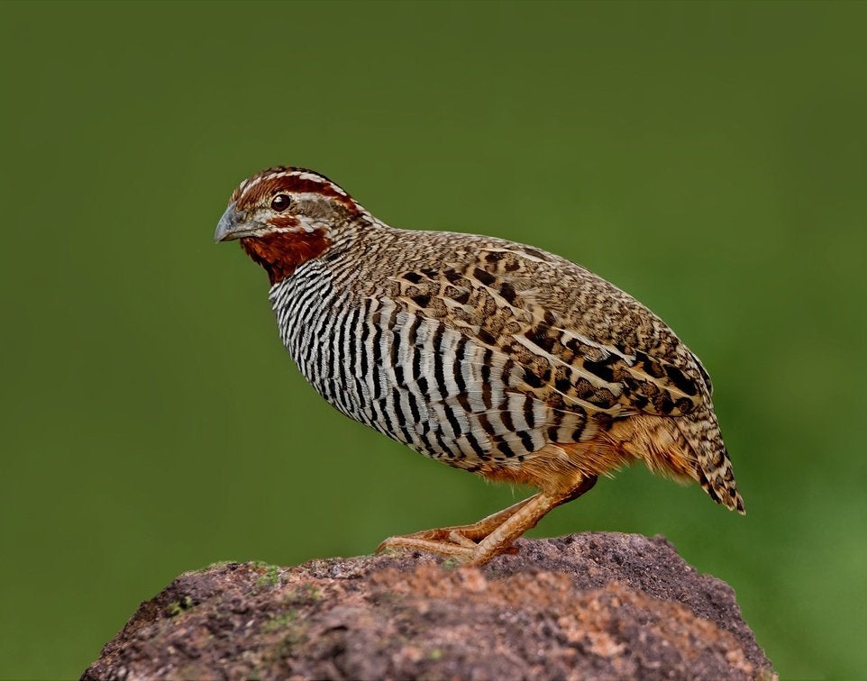 gezocht  haan jungle bush kwartel, Dieren en Toebehoren, Mannelijk, Tropenvogel, Geringd