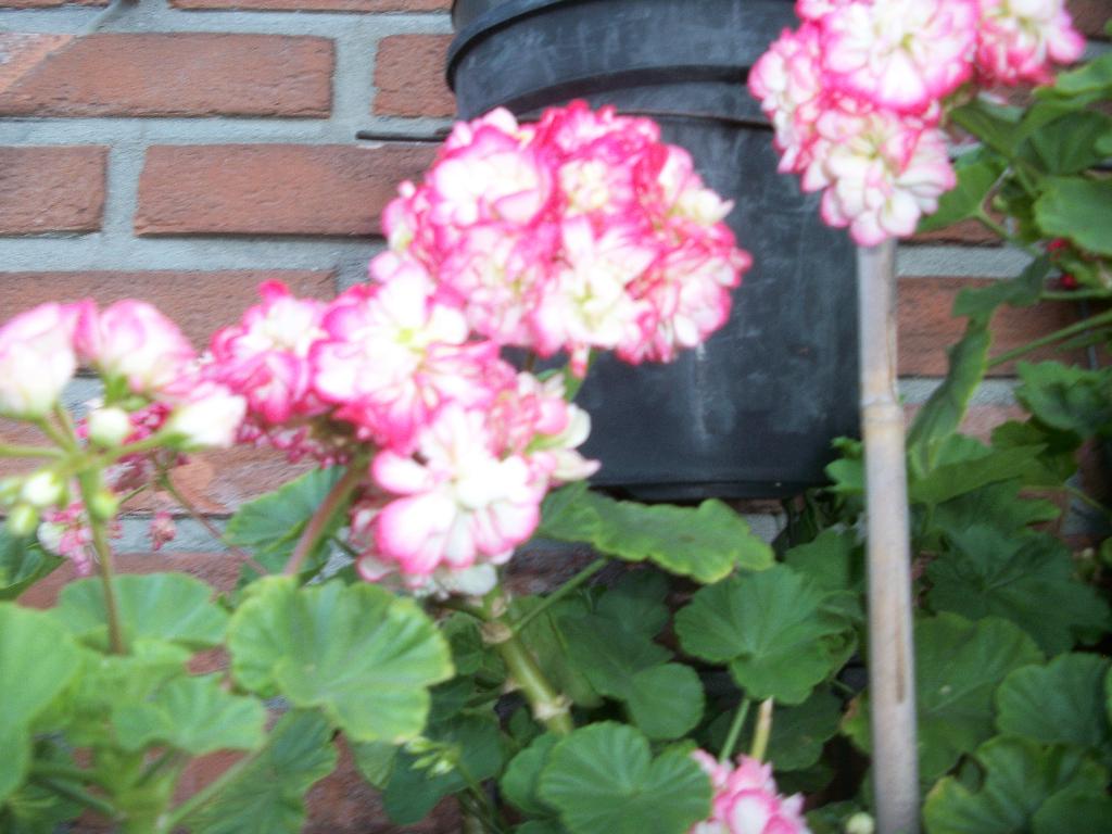 Pelargonium Apple Blossom rosebud, William Tell, Distinction, Tuin en Terras, Planten | Tuinplanten, Volle zon, Eenjarig, Zomer