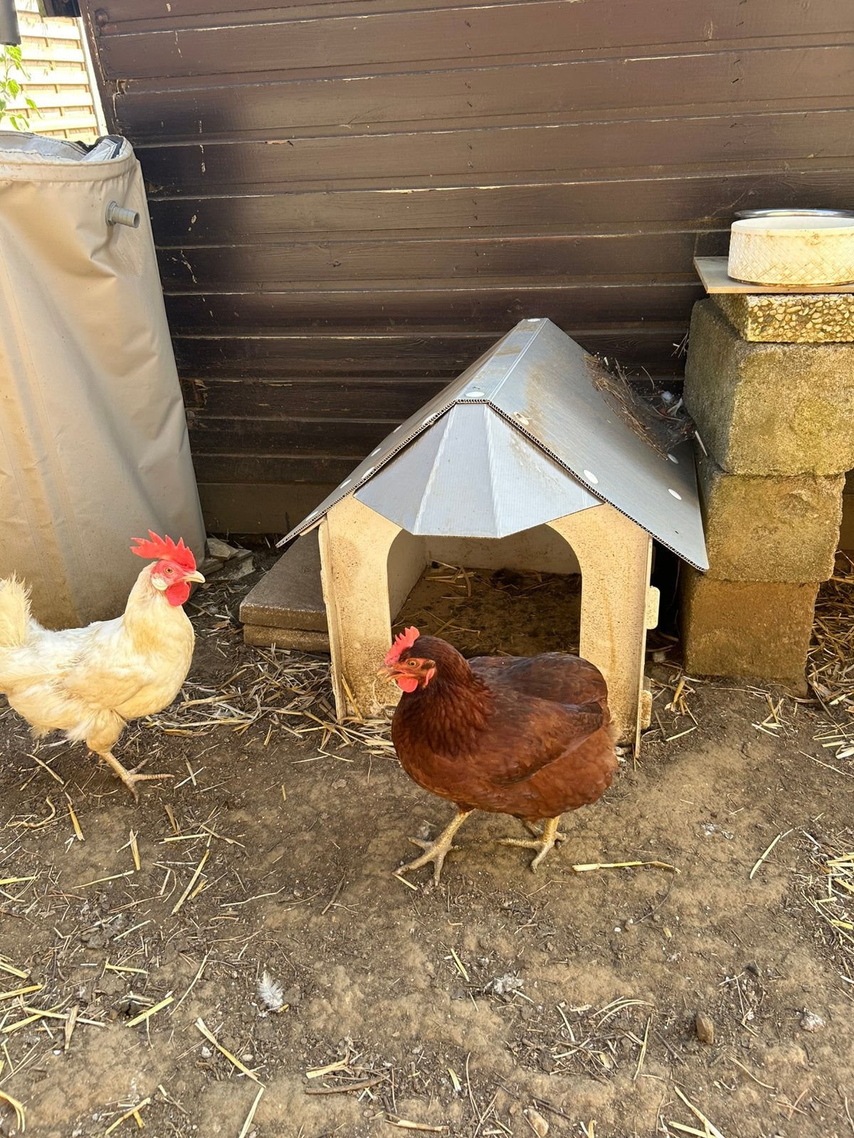 Araucana kip, Vrouwelijk, Kip