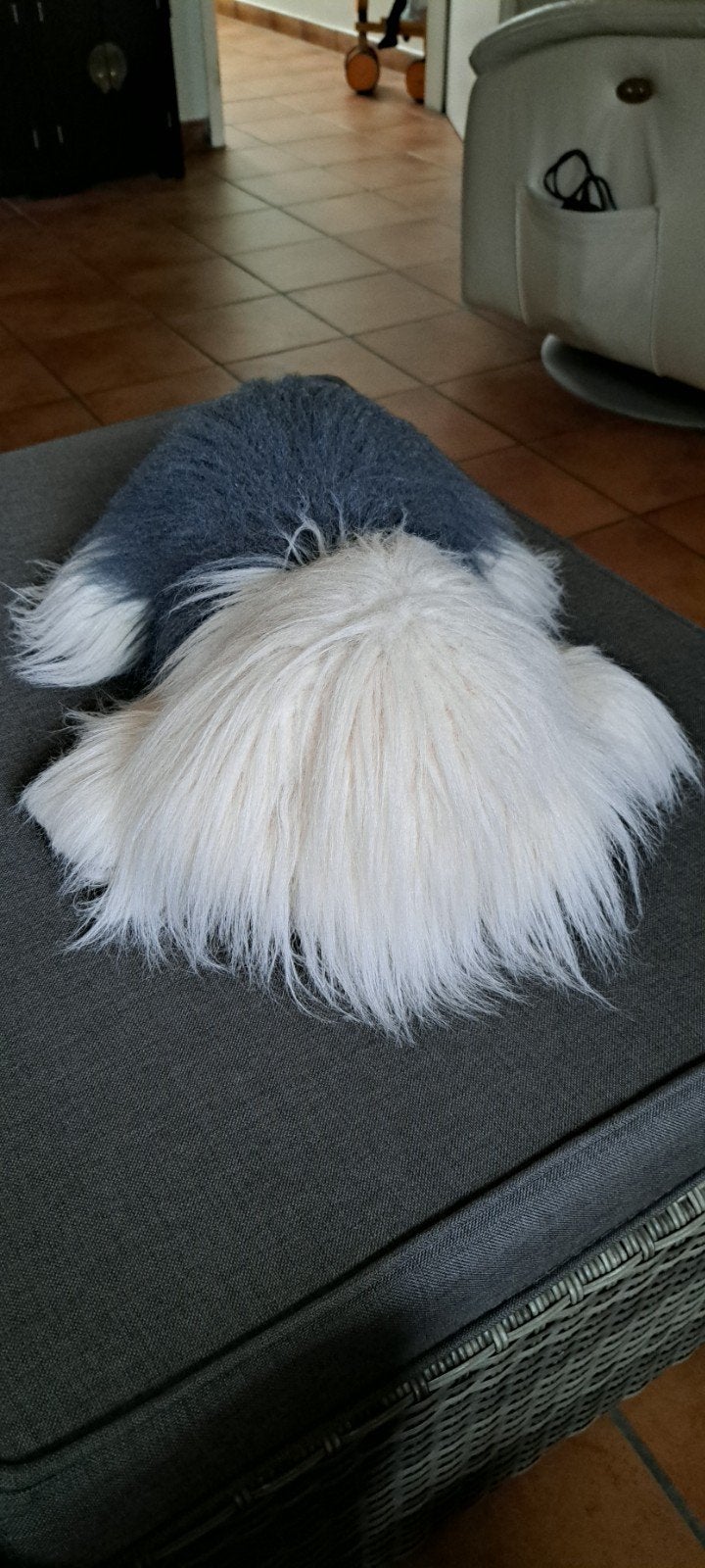 hond Samson, Enlèvement ou Envoi