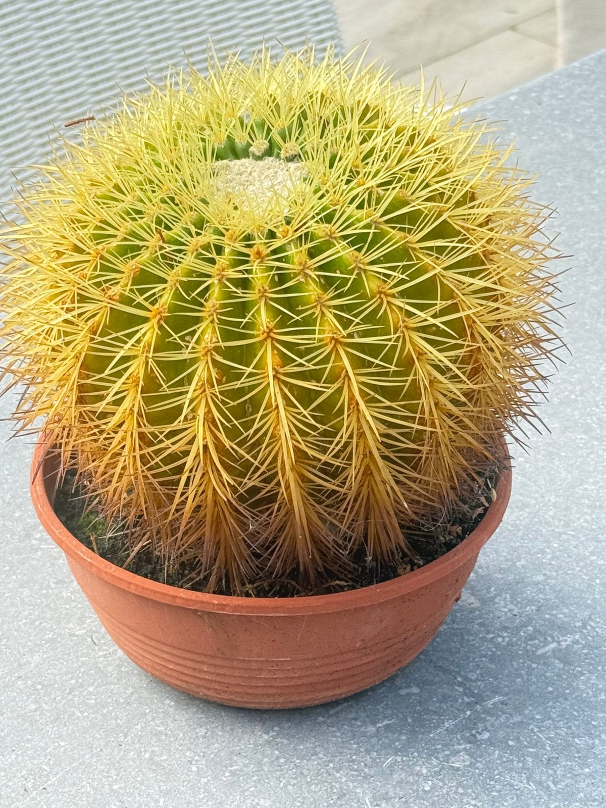 Magnifique cactus Grusonii Echinocactus, Enlèvement ou Envoi, Plante fixe, Autres espèces, Plein soleil