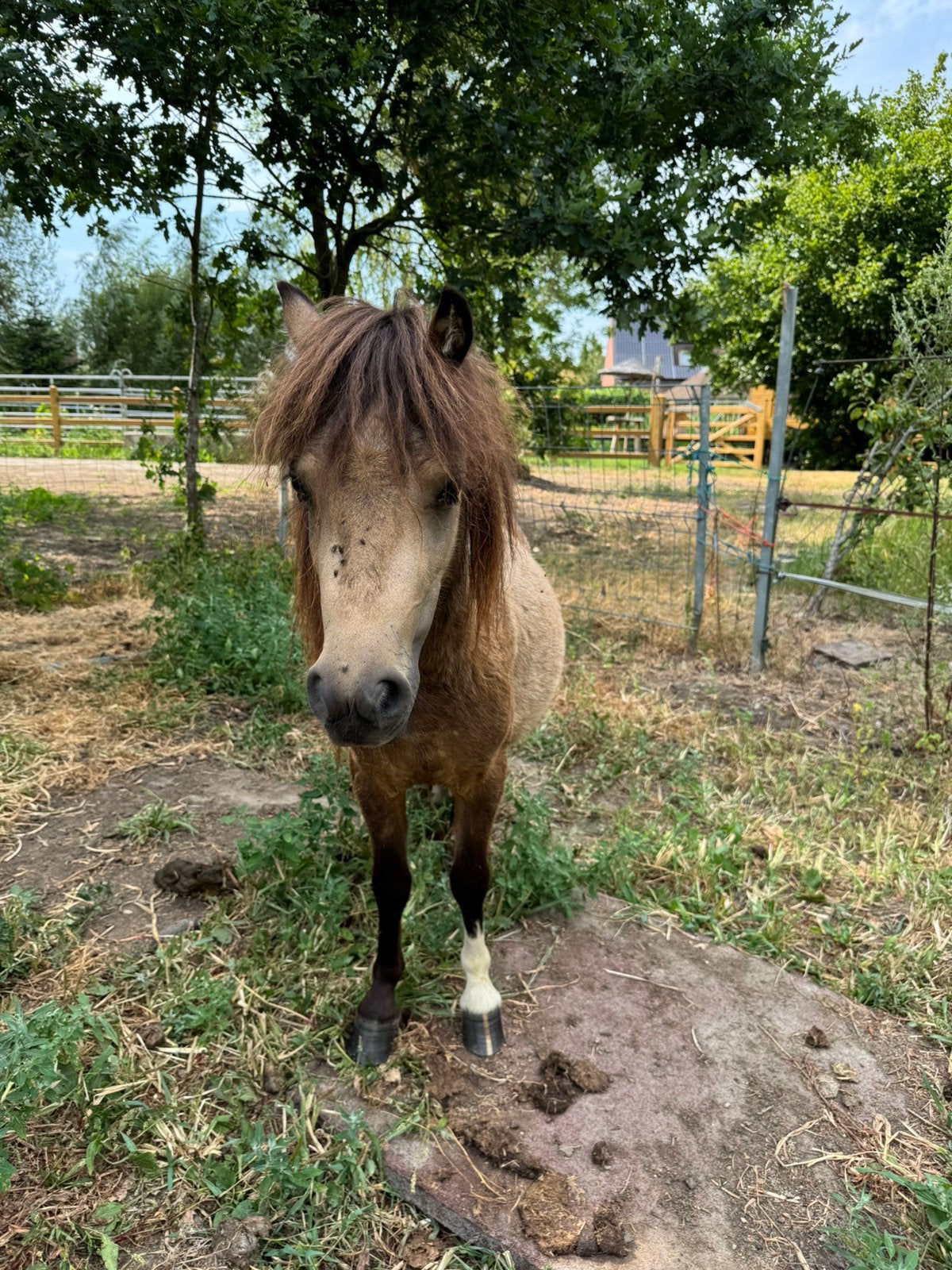 Hengst geboren 12 mei 2024, Dieren en Toebehoren, Paarden, Hengst