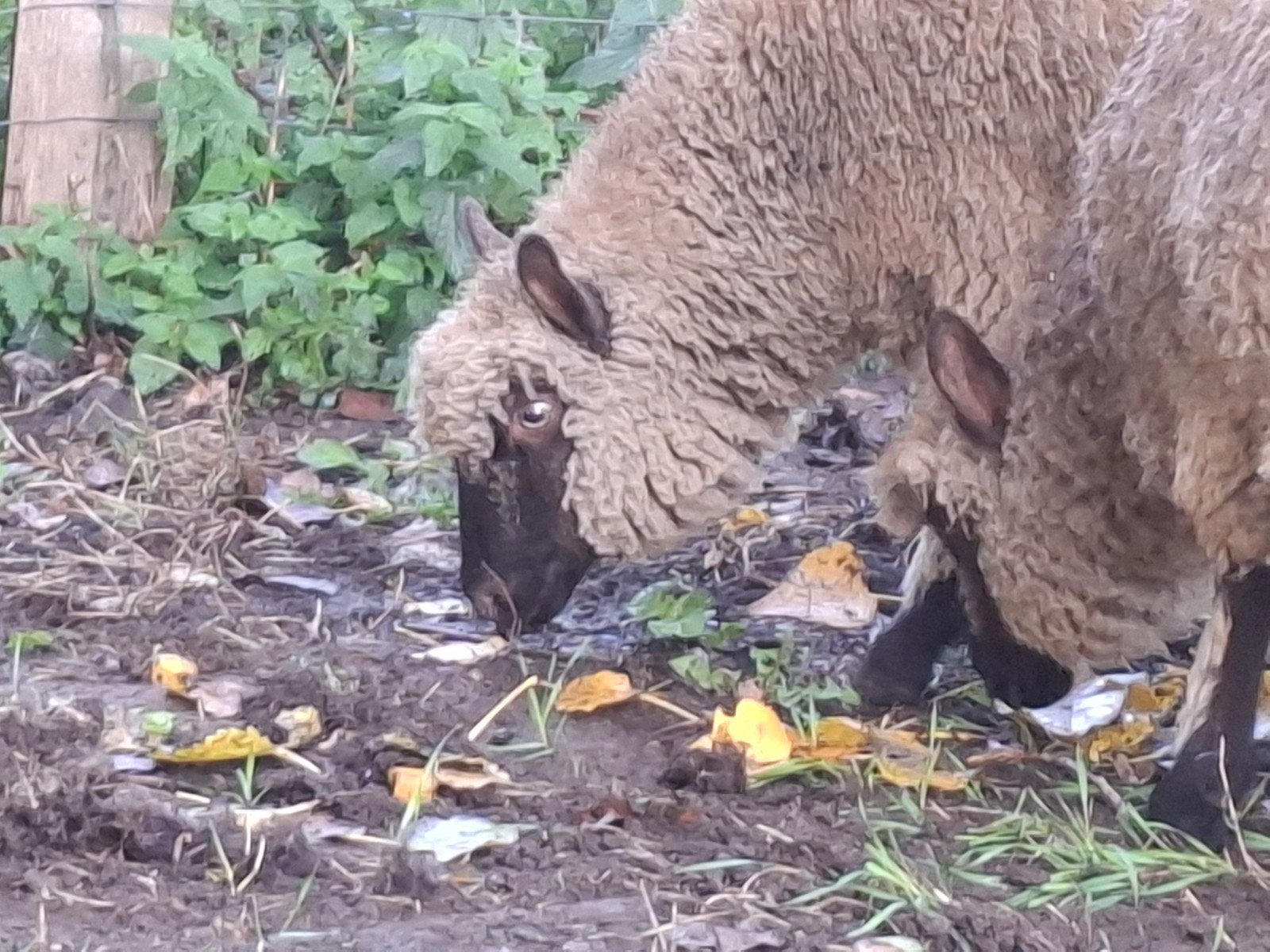 clun forrest, Vrouwelijk, Schaap, 0 tot 2 jaar