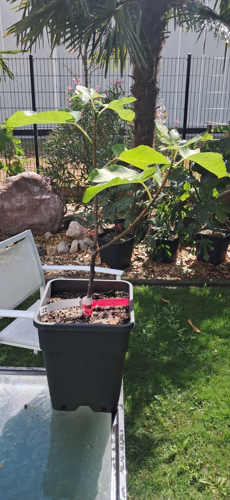 Osborn Prolific vijgenboom, Tuin en Terras, Ophalen