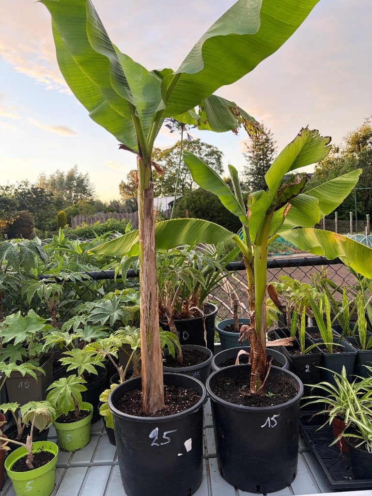 Musa basjoo - Japanse vezelbanaan, Ophalen, Vaste plant, Volle zon