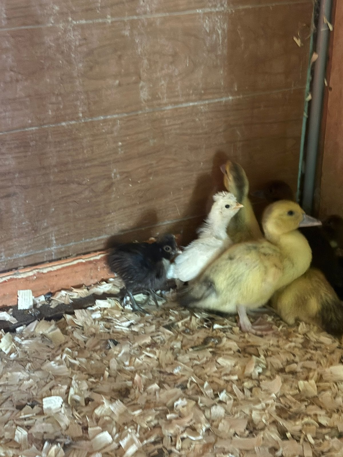 Jonge barberie eenden, Sexe inconnu, Canard