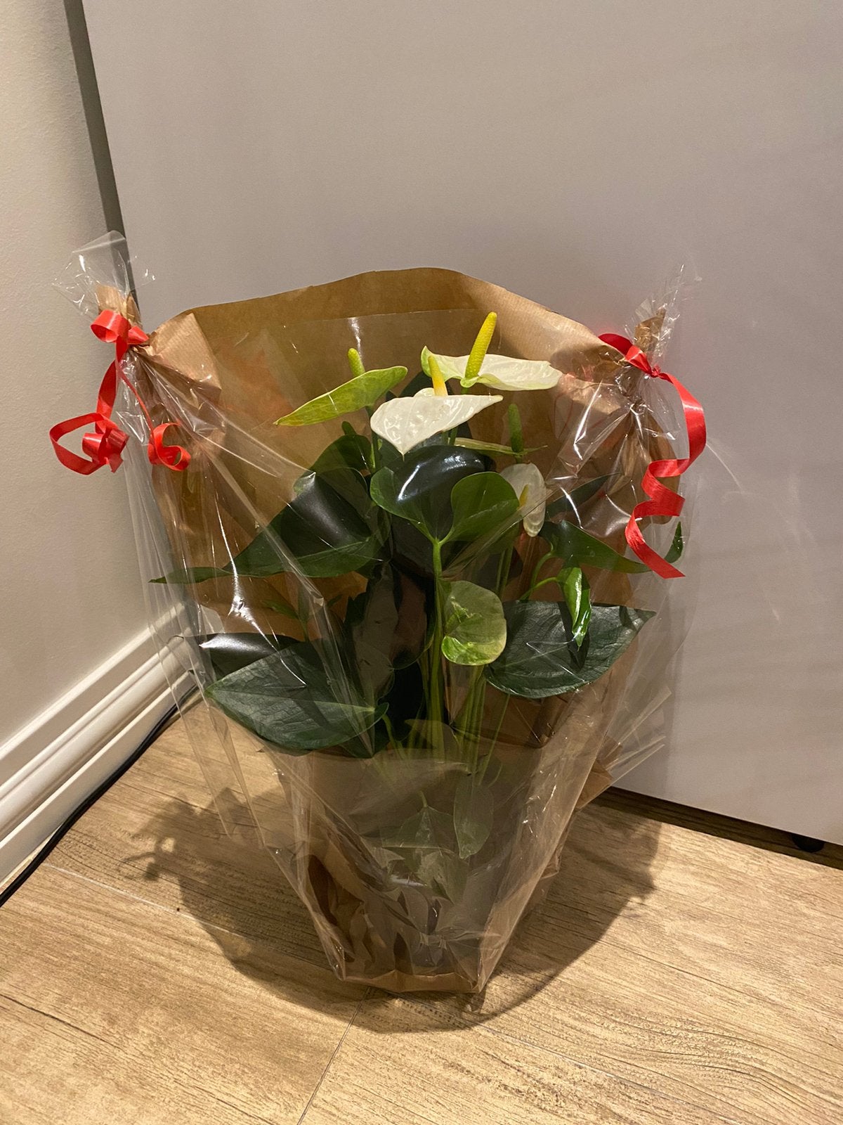 NIEUW! Mooie flamingoplant in verpakking, Ophalen, Zo goed als nieuw
