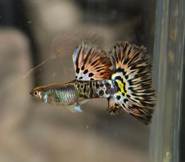 Metal yellow leopard guppen te koop!