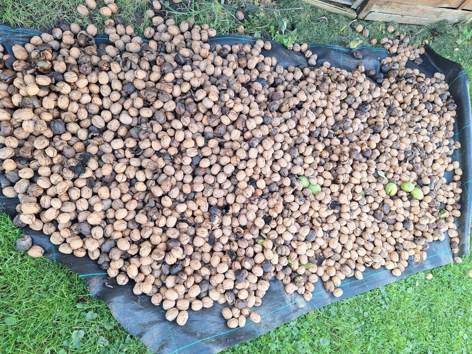 35 kg BIOLOGISCHE VERSE NOTEN AT 3,50, Ophalen