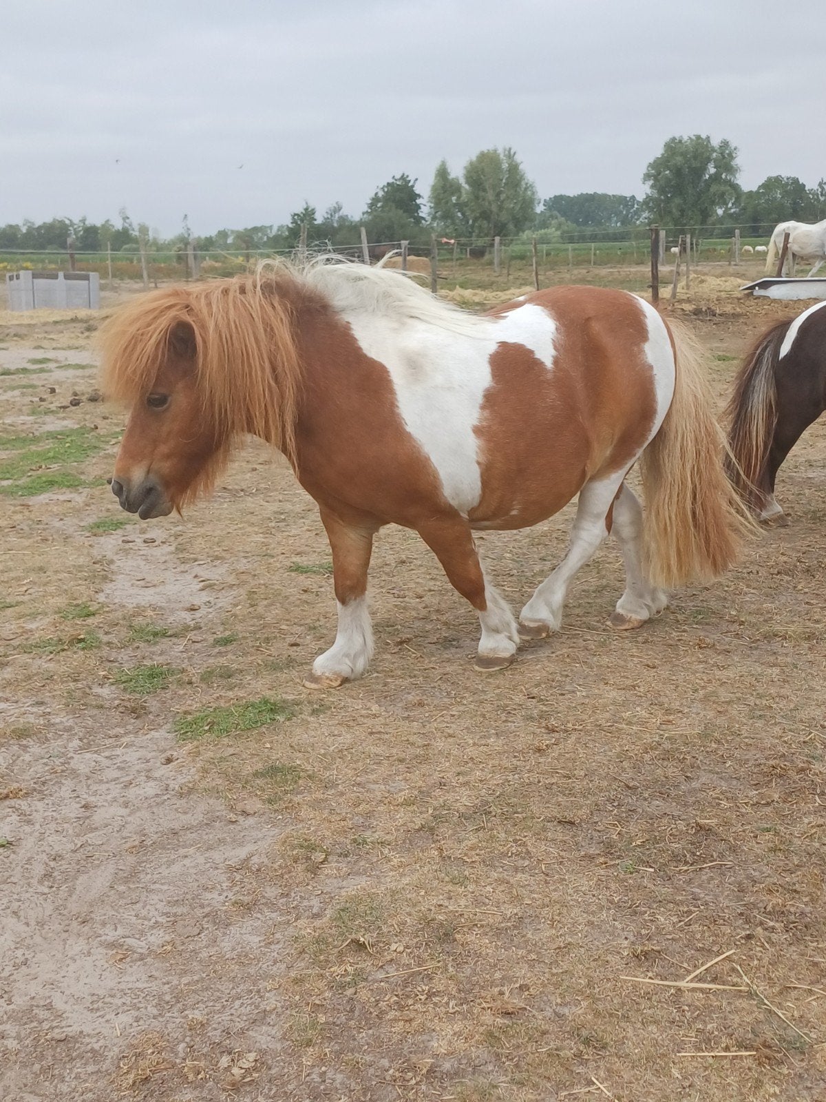 2 shetlander merrie en ruin, Merrie, Zadelmak