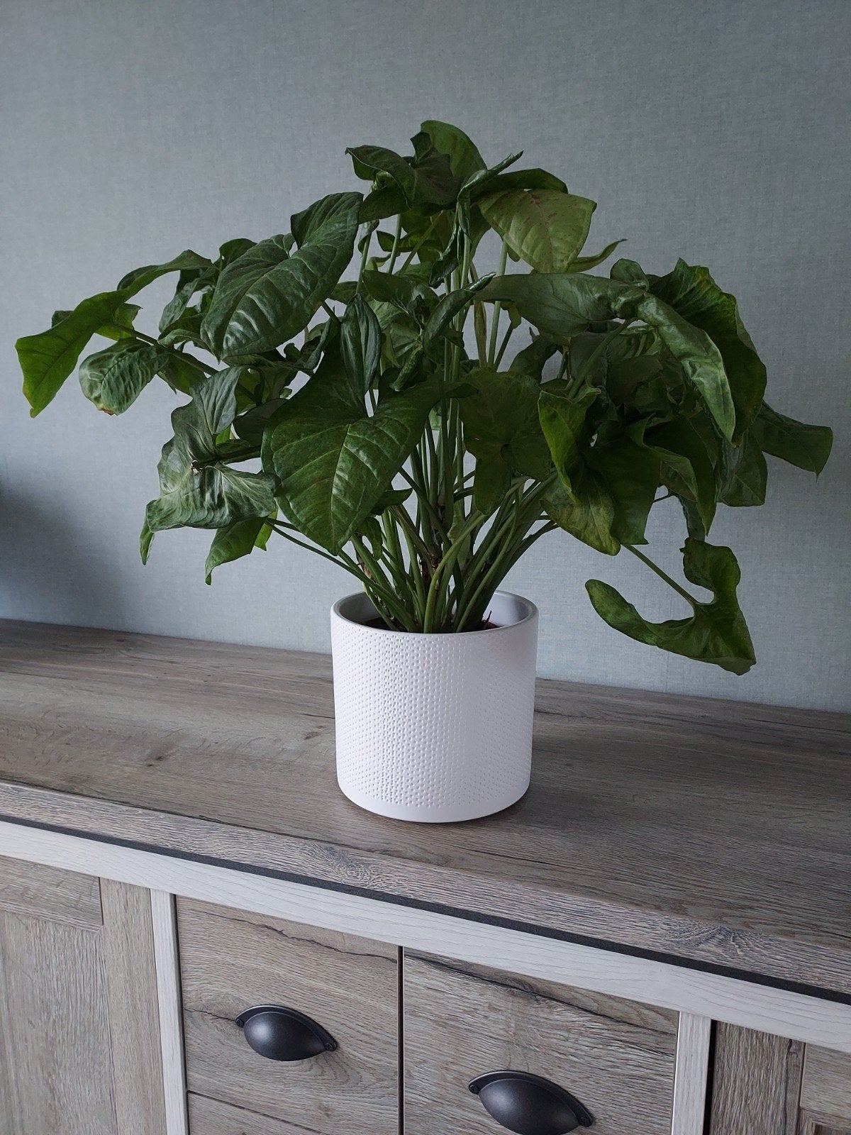 kamerplant zonder buitenpot, Maison & Meubles, Plantes d'intérieur, Enlèvement