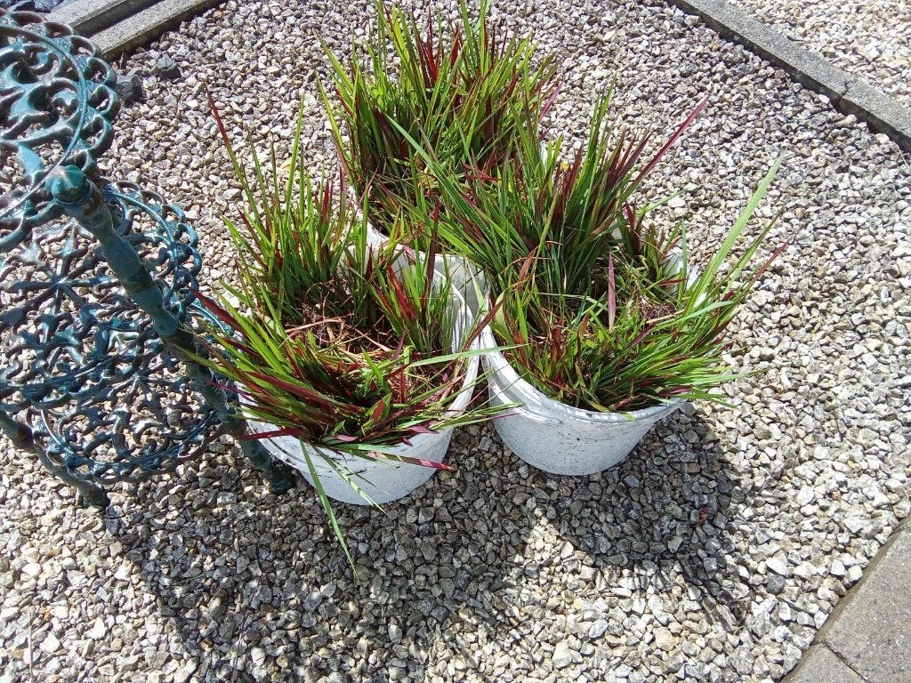 RED BARON PLANTEN, Tuin en Terras, Planten | Tuinplanten, Ophalen, Vaste plant, Siergrassen, Volle zon