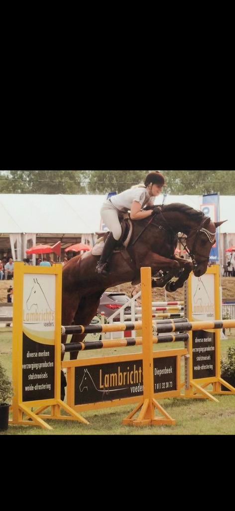 Fokmerrie te koop 17j, Dieren en Toebehoren, Merrie, Springpaard, Met stamboom, Niet van toepassing