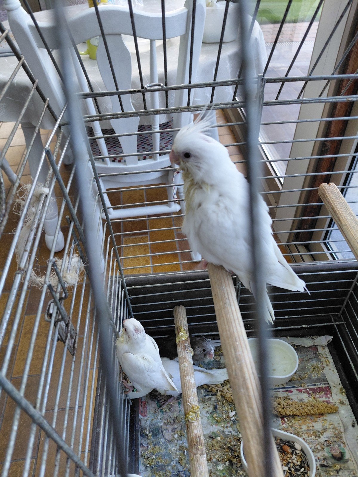 Tamme valkparkieten vanaf week 2 met hand grootgebracht, Dieren en Toebehoren, Vogels | Parkieten en Papegaaien