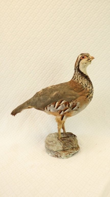 taxidermie - opgezette vogel patrijs, Ophalen of Verzenden, Gebruikt, Vogel, Opgezet dier