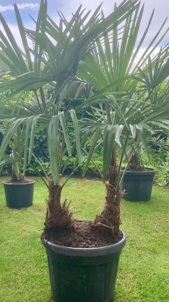 Trachycarpus Fortunei winterhard in pot, Tuin en Terras, Planten | Bomen, Ophalen, In pot