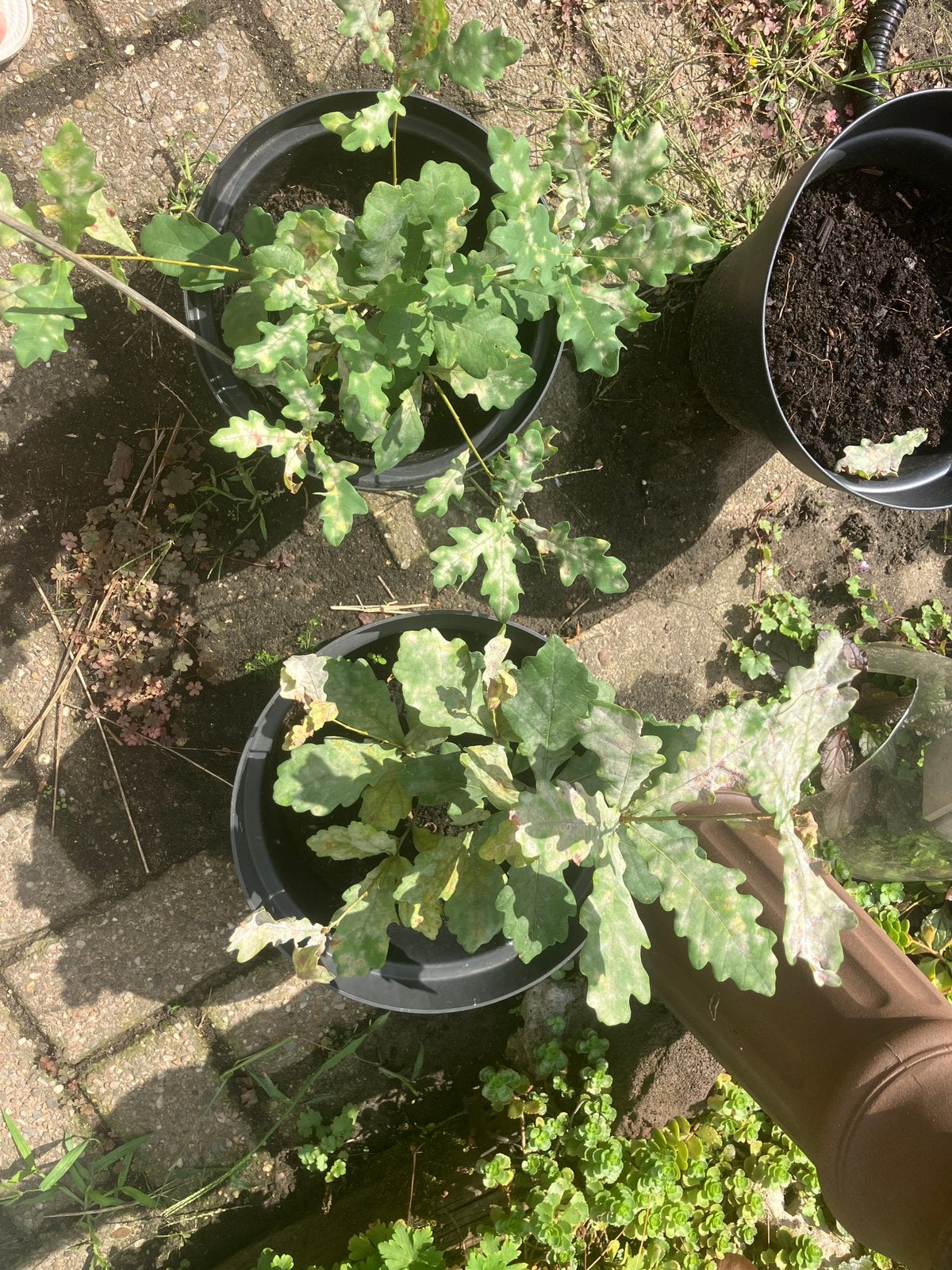 Zomer eik, Ophalen, Zomer