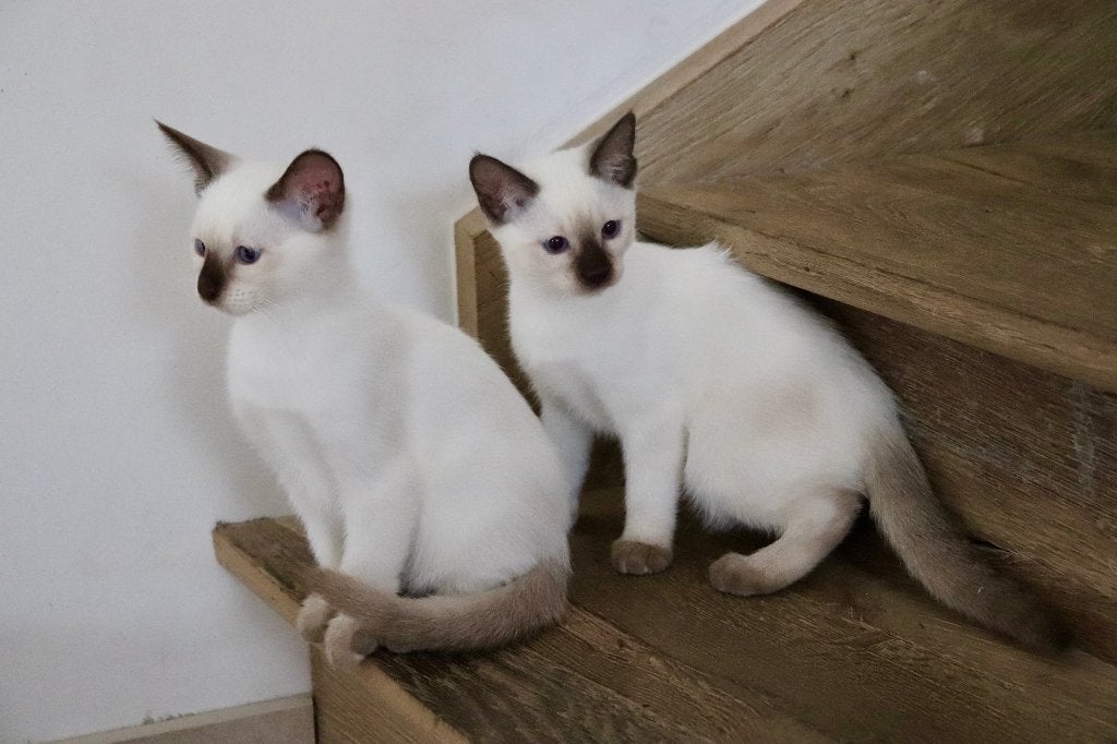 Prachtige siamese thai kittens met stamboom, Poes, Met stamboom, 0 tot 2 jaar