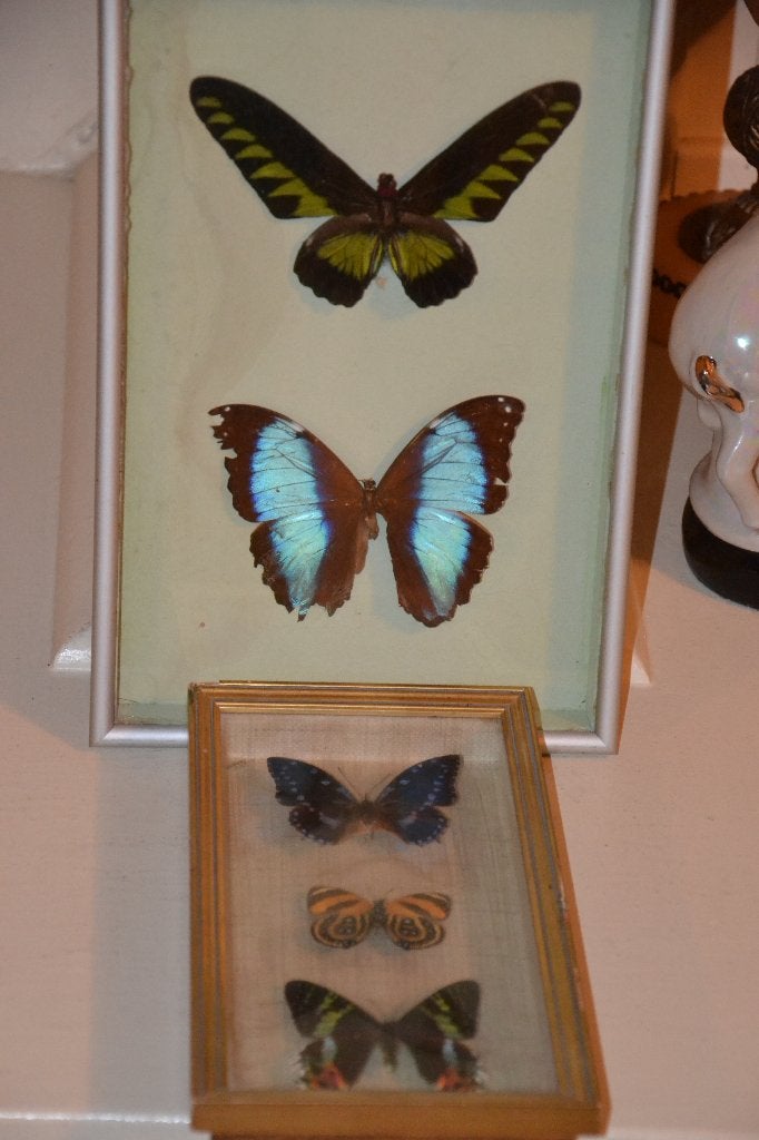 papillons, Enlèvement