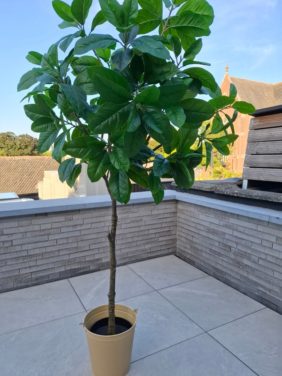namaakplant, Jardin & Terrasse, Plantes | Arbres, Enlèvement, Arbre à bulbes