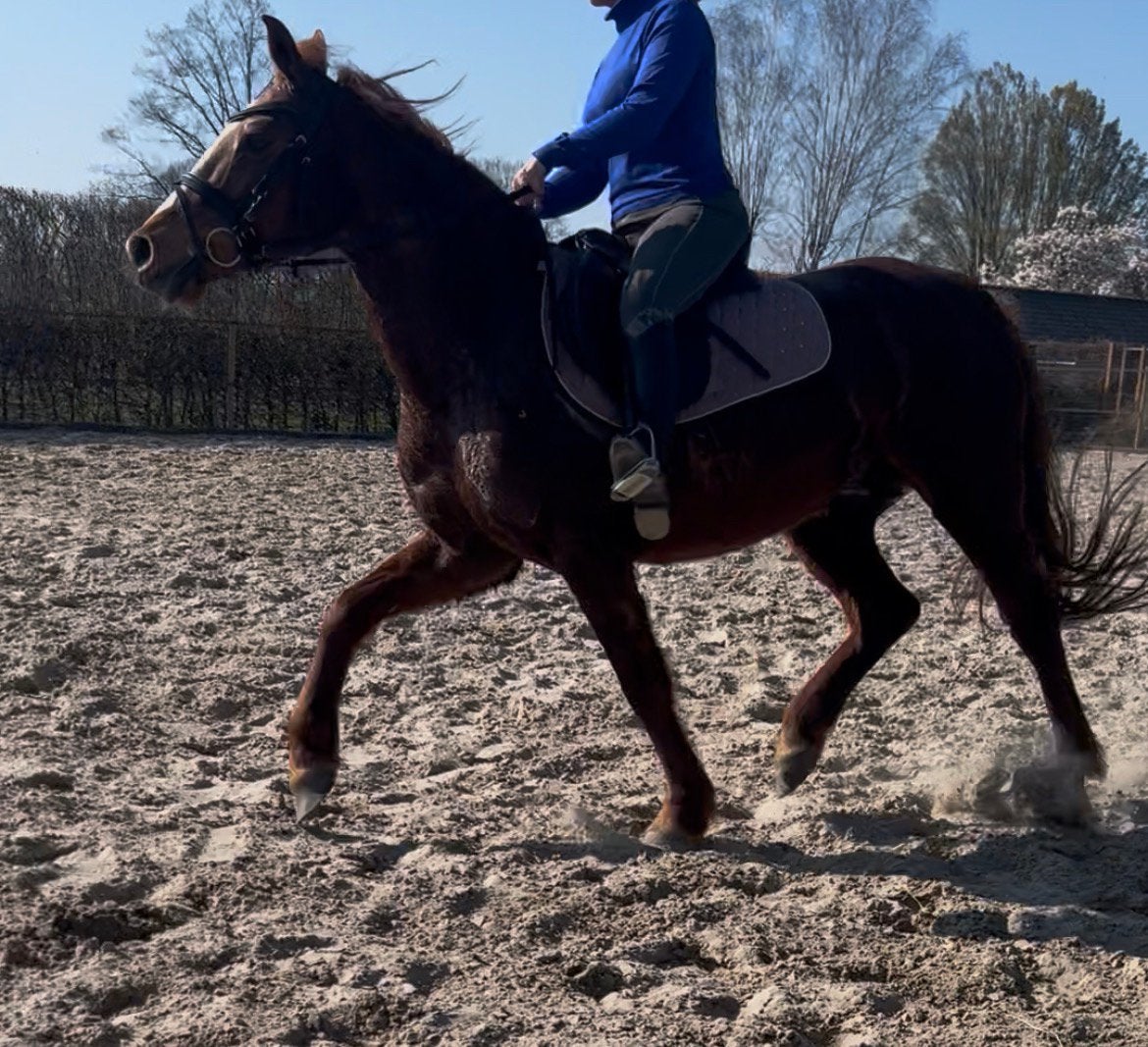 20 jarige d pony merrie, Dieren en Toebehoren, Paarden, Merrie, Minder dan 160 cm, Zadelmak, Gechipt