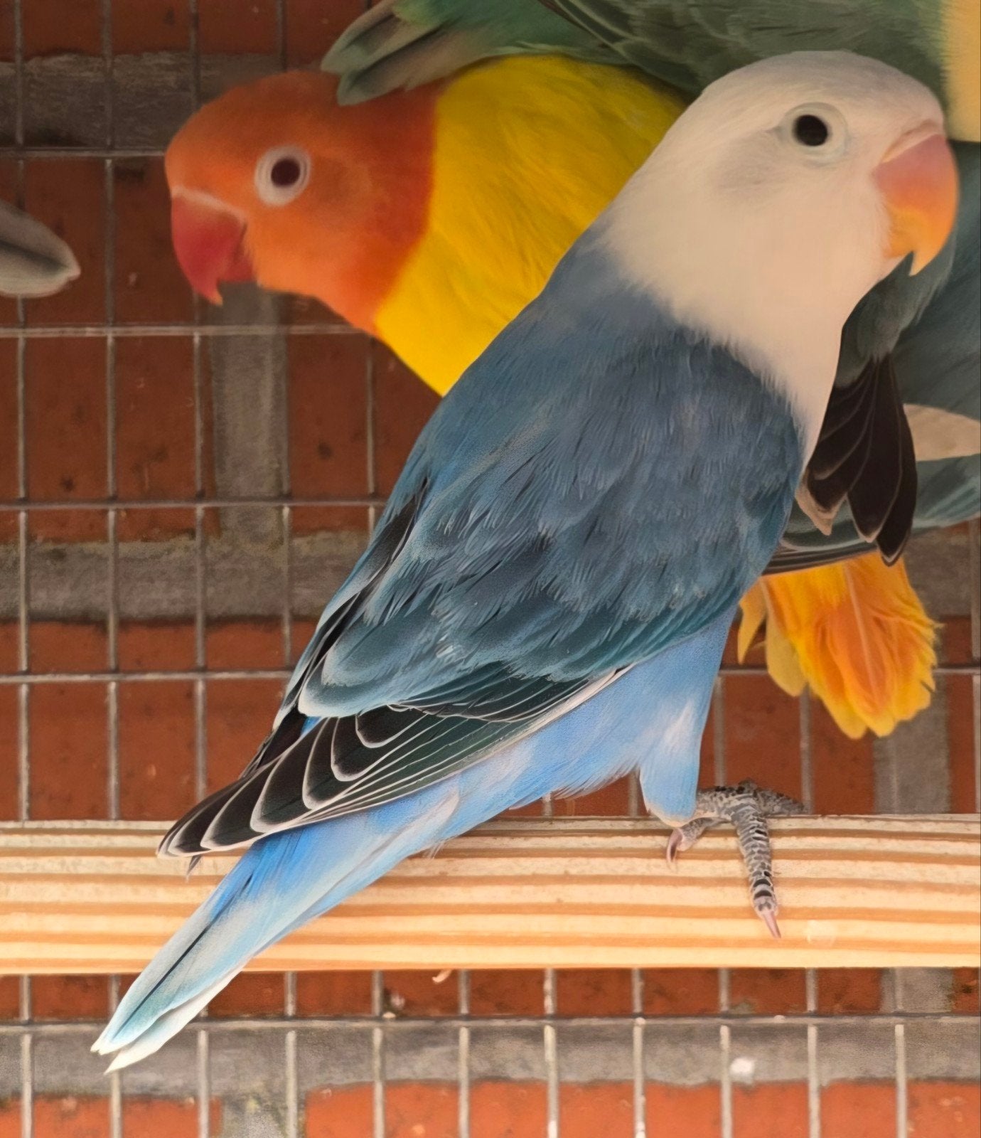 Blauw Opaline Fischeri's 2026, Dieren en Toebehoren, Meerdere dieren, Dwergpapegaai of Agapornis, Geringd