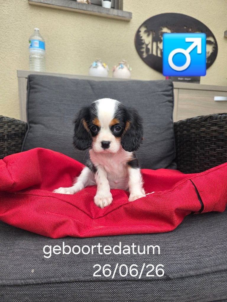 chiots Cavalier King Charles, Maladie de Carré (chiens), Plusieurs, Belgique, Plusieurs animaux