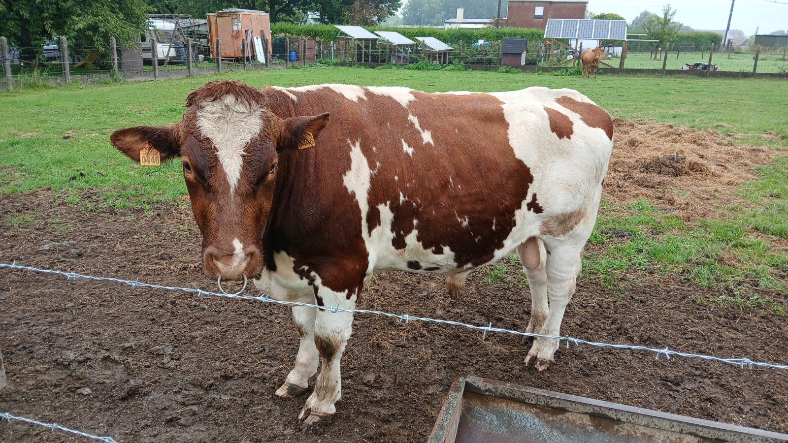 Oost-Vlaamse witrode dekstier, Dieren en Toebehoren, Mannelijk, 0 tot 2 jaar