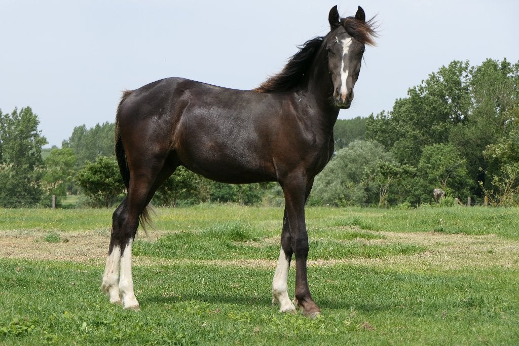 Quelques jeunes poneys Welsh D sont partis., Poney de dressage, Plusieurs animaux, Avec pedigree, Poney D (1.37 m à 1.48m)