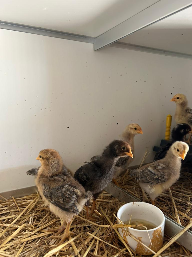 Kuikens Bielefelder, Animaux & Accessoires, Volatiles, Poule ou poulet, Plusieurs animaux