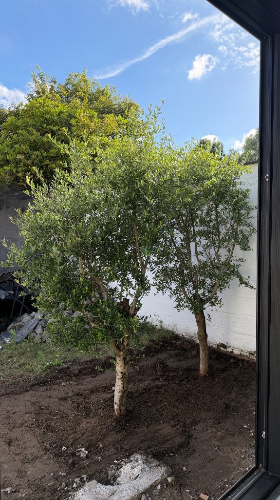 Mooie volwassen olijfbomen (per boom 100 eur/samen 175 euro), Ophalen, Olijfboom, 250 tot 400 cm
