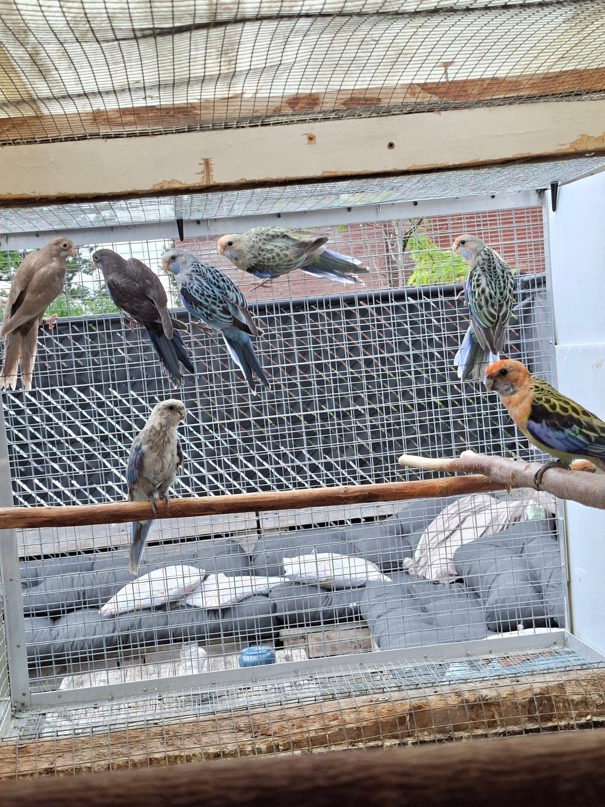 rosella parkieten, Dieren en Toebehoren, Vogels | Parkieten en Papegaaien