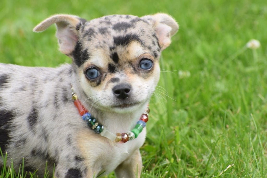 Chihuahua pups alle kleutjes, 15 weken tot 1 jaar, Buitenland, Parvo, Meerdere