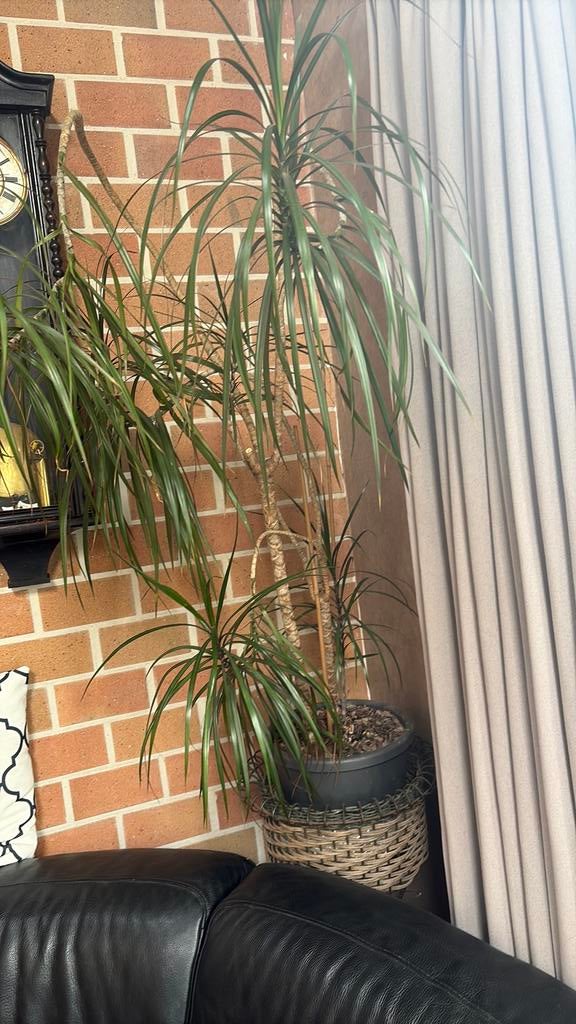 Binnen plant met staander, Ophalen, 100 tot 150 cm, Overige soorten, Halfschaduw