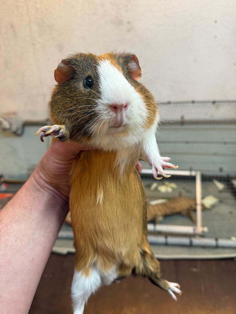 cavia, Maart, Cavia