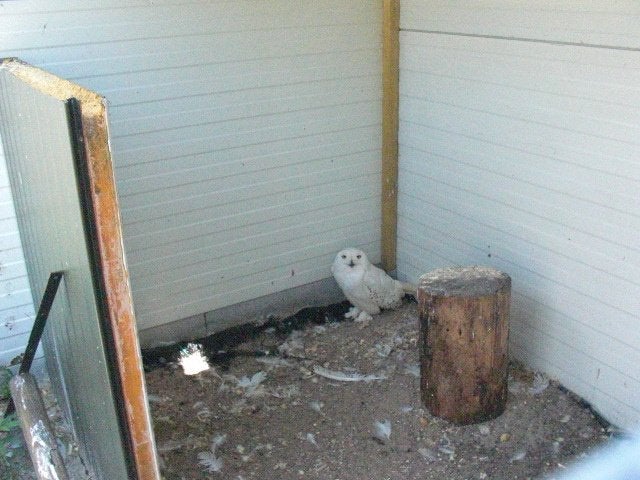 sneeuw uilen, Dieren en Toebehoren, Mannelijk, Roofvogel, Geringd