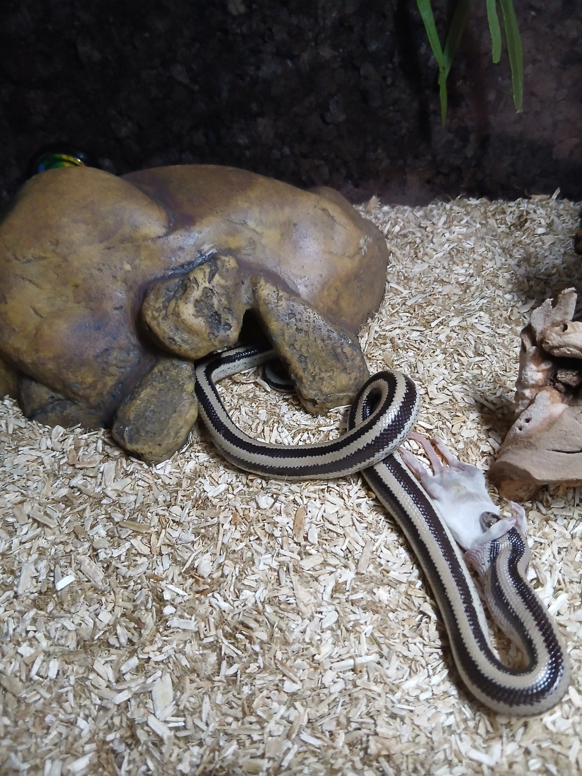 Rosy Boa San Ignacio 2024 Mannetje, Slang, Met terrarium, 0 tot 2 jaar