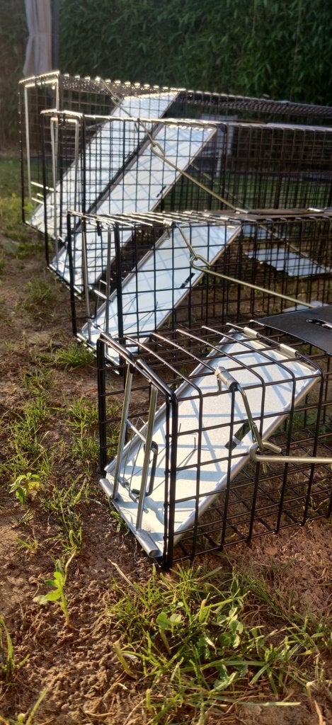 PIÈGE À PIGEONS, PIÈGE À PIE, PIÈGE À CORBEAUX, Enlèvement, Neuf, Lutte antiparasitaire