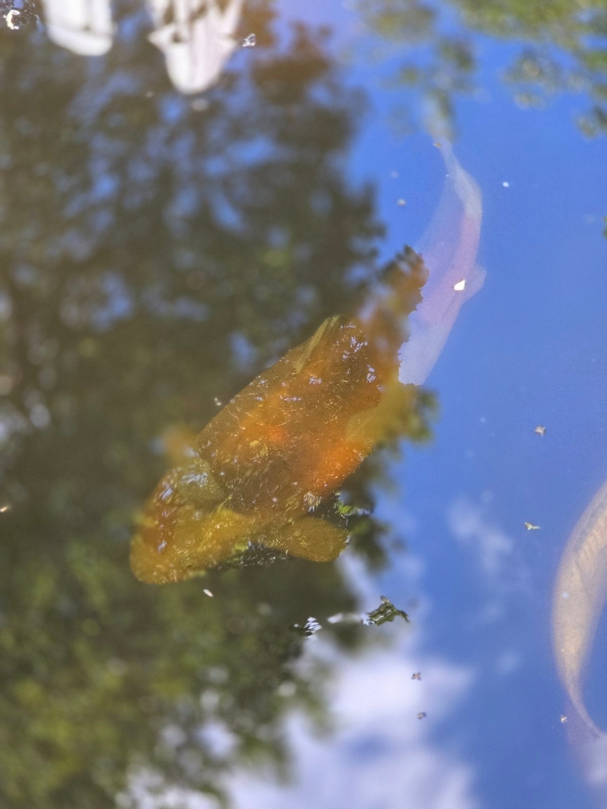4 mooie grote kois rond de 50 cm, Dieren en Toebehoren, Vissen | Vijvervissen