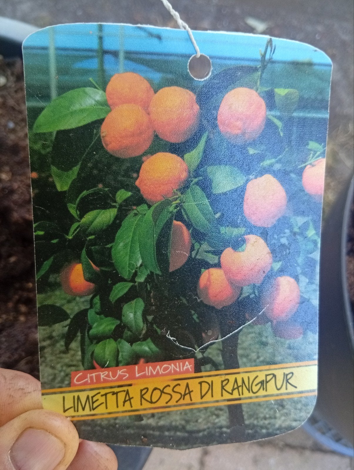 citrus planten te koop., Tuin en Terras, Ophalen