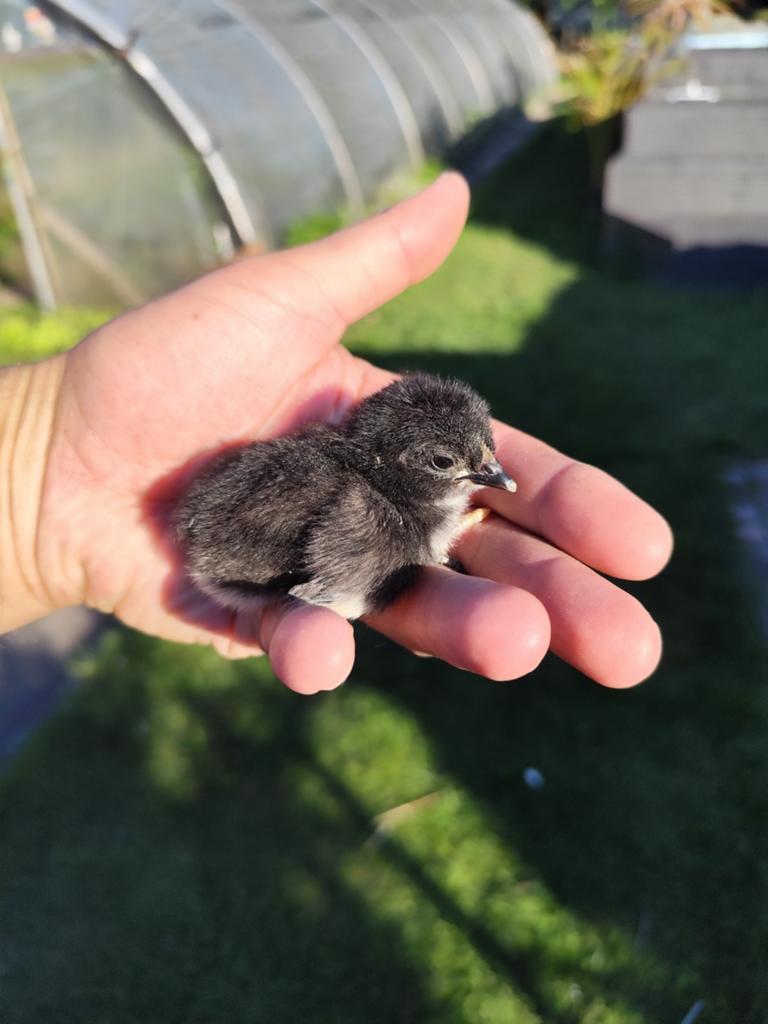Australorp kuikens, Sexe inconnu