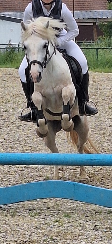 Ponys ter halve stal aangeboden, Plusieurs animaux, Poney B (1.17 m à 1.27 m)