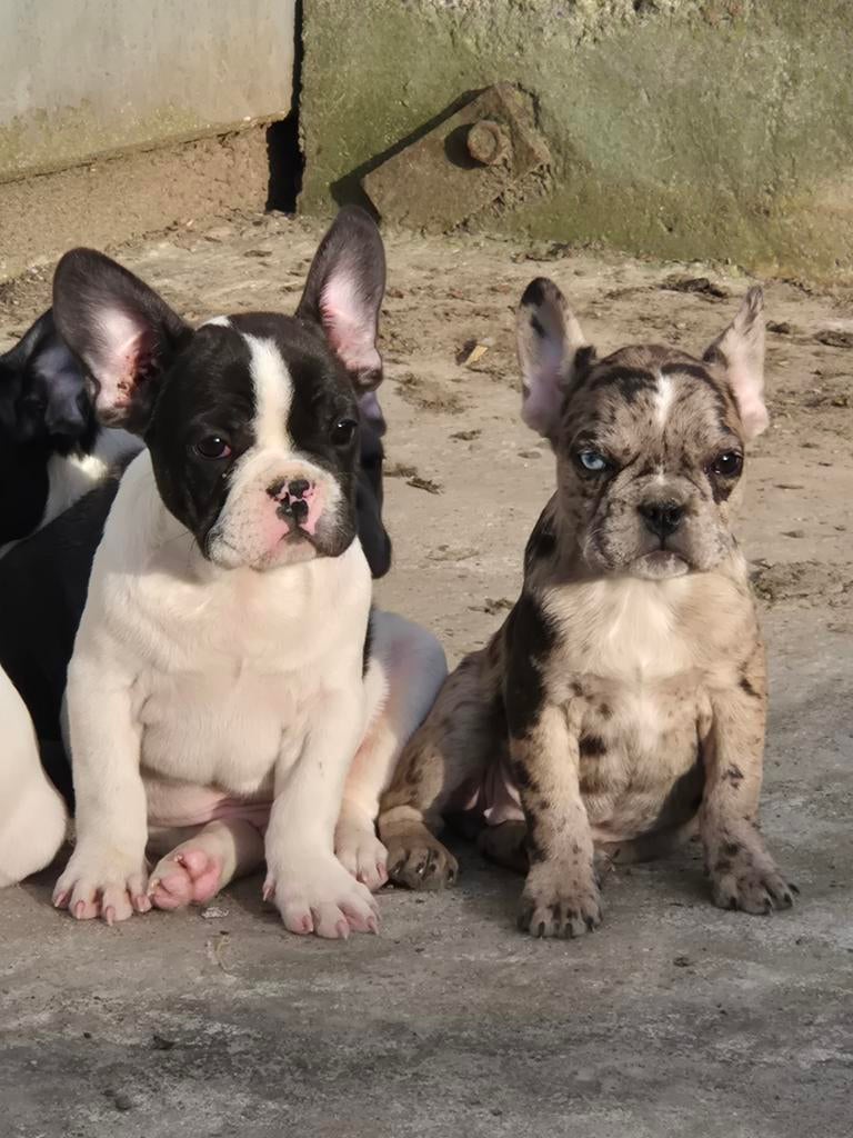 Franse Bulldog pups, Dieren en Toebehoren, Parvo, België, Fokker | Hobbymatig, 8 tot 15 weken