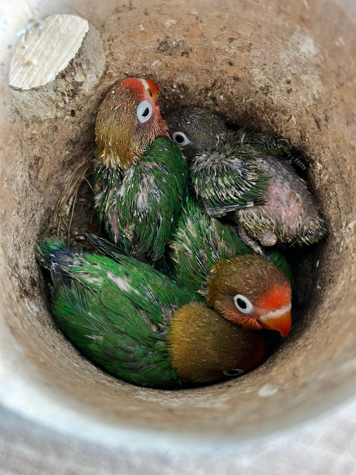 Agapornissen Ficherie jongen, Animaux & Accessoires, Sexe inconnu, Bagué