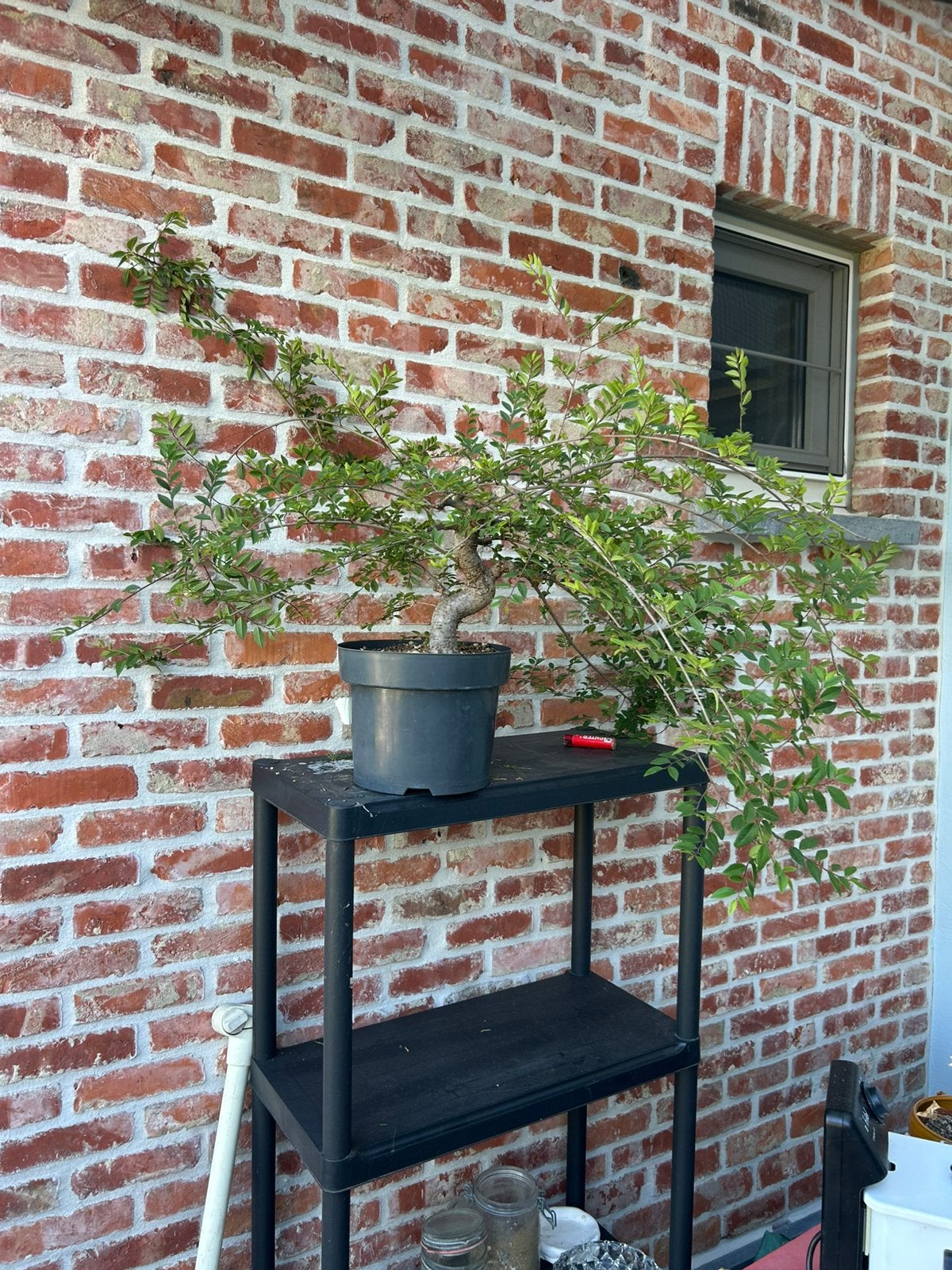 Bonsai ulmus, Tuin en Terras, Ophalen