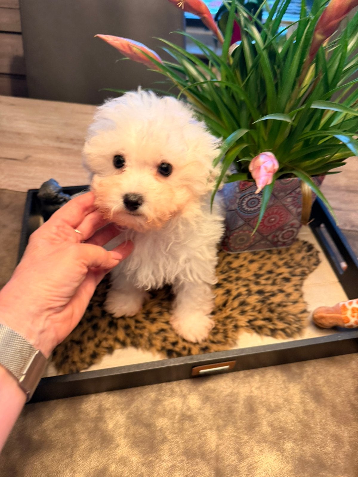 Maltipoo, België, Fokker | Hobbymatig, Overige rassen, CDV (hondenziekte)