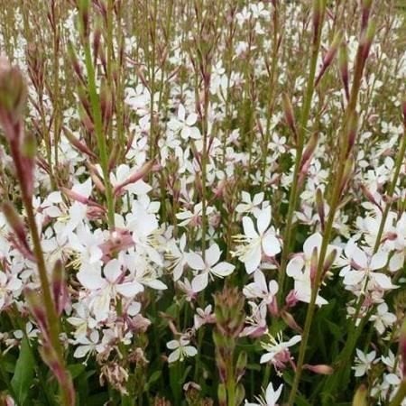 Gaura, Enlèvement, Plante fixe